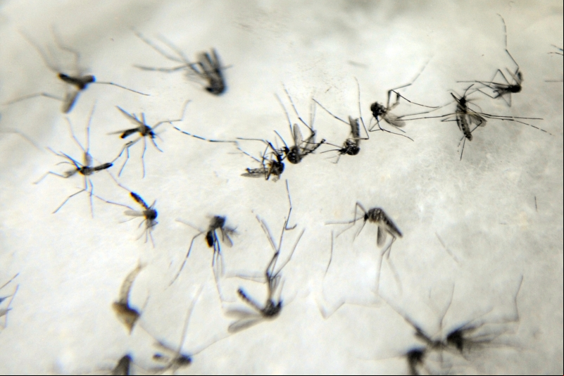 mosquito Aedes Aegypti
