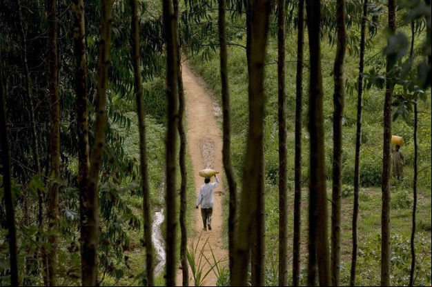 As florestas são o habitat de 80% de todos os animais, plantas e insetos na terra, e cerca de 25% dos habitantes do planeta precisam das matas para sobreviver