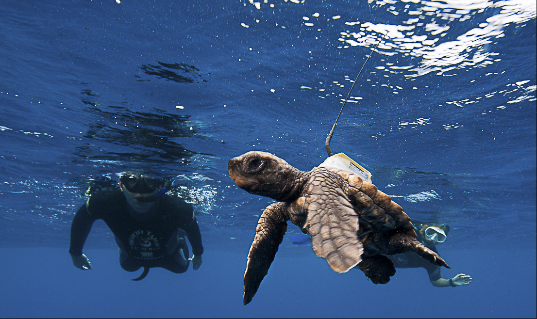 O Centro Nacional de Pesquisa e Conserva o de Tartarugas Marinhas (Tamar) comemora hoje (14) 33 anos com a soltura do filhote 15 milh es simbolizando o n mero de tartaruguinhas soltas no mar desde a cria o do Pr