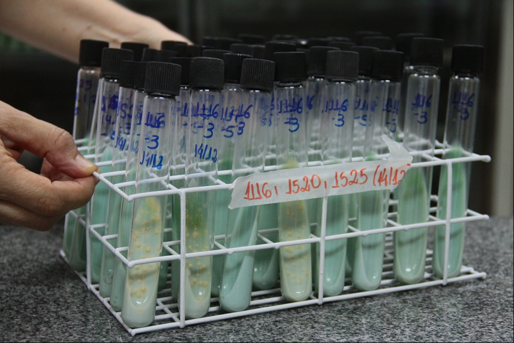 Tubos de ensaio com bactérias da tuberculose imersas em ovos