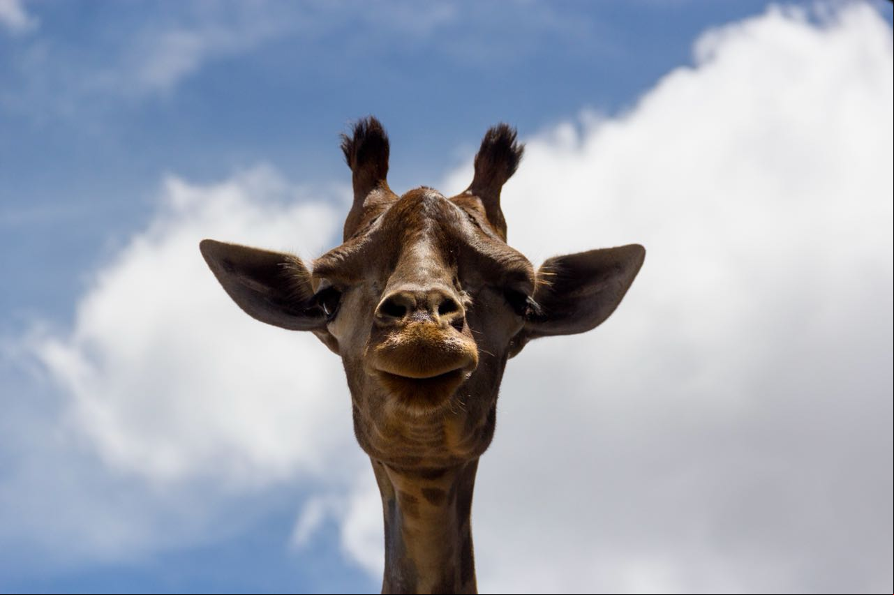 Girafa Yvelise, do Zoológico de Brasília, morreu neste domingo, 25 de março de 2018